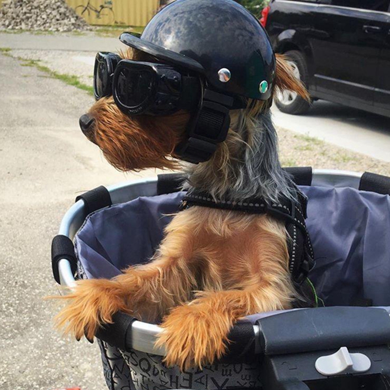 Caschi per animali domestici C - Commuting By Bike recensione e prezzo
